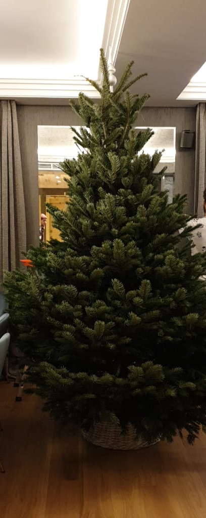 Датская елка 3 метра