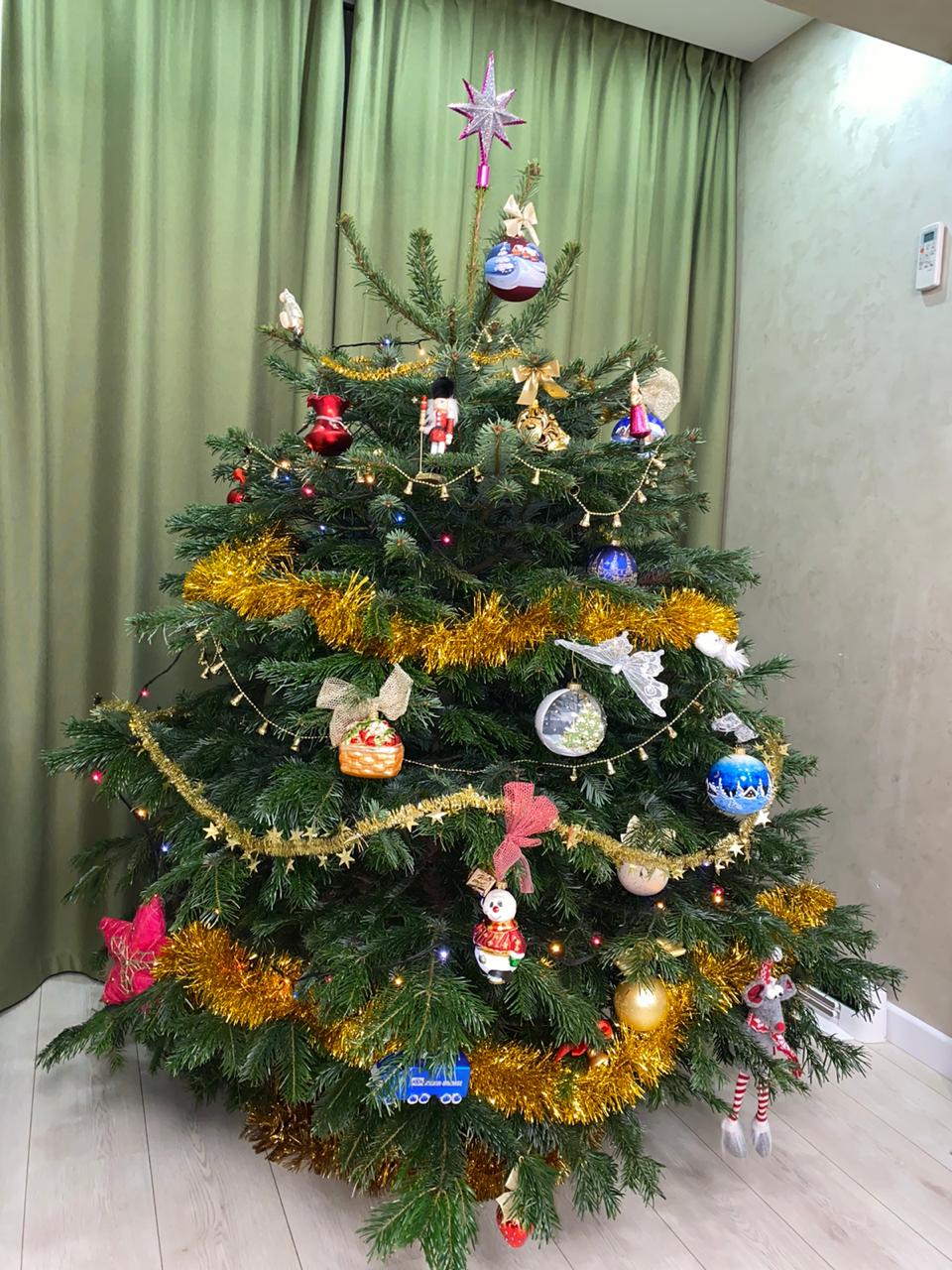 Датская елка (1-1,25) метра