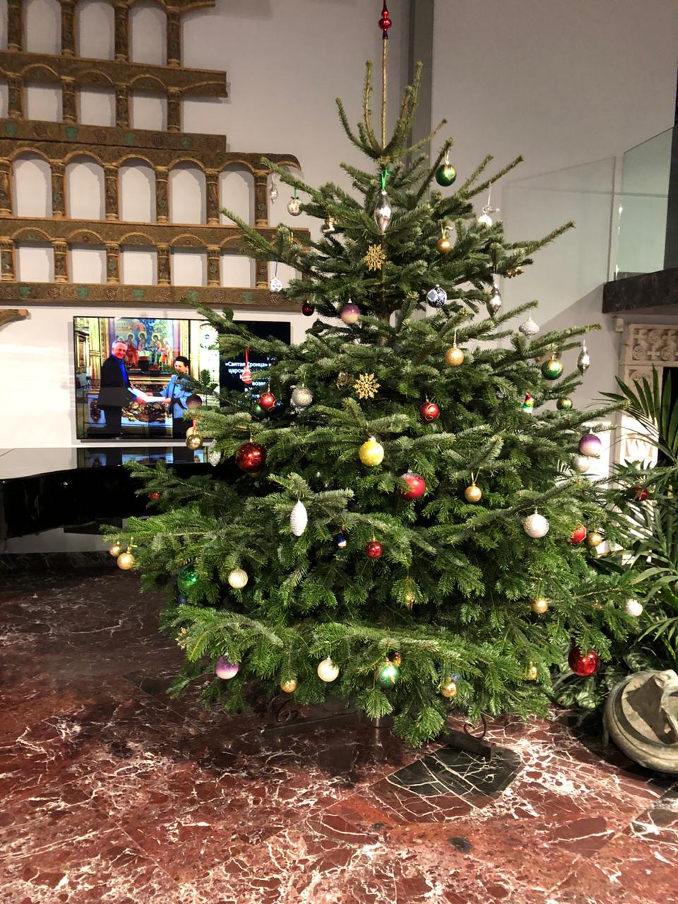 Датская елка 2,5-3  метра