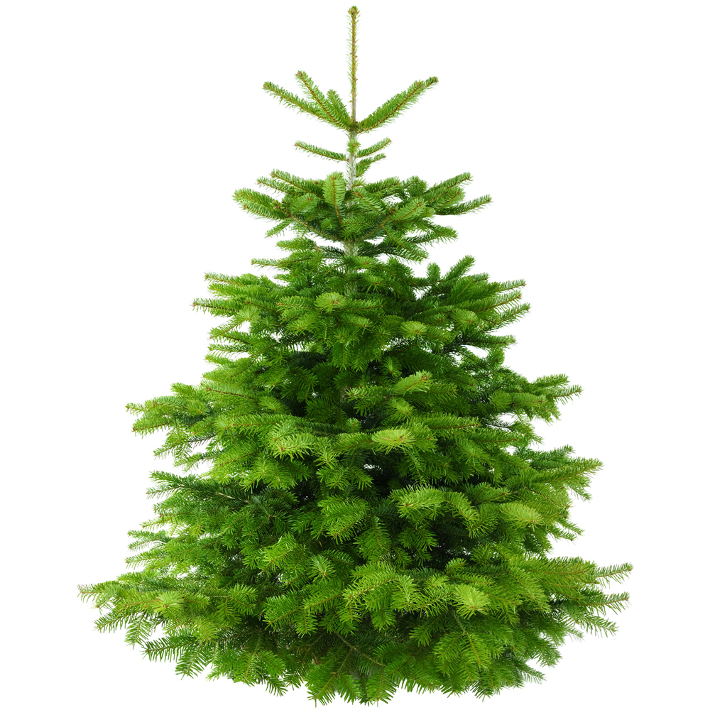Датская елка 80-100 см