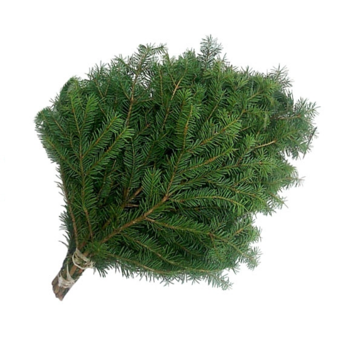 ​Лапник датской елки